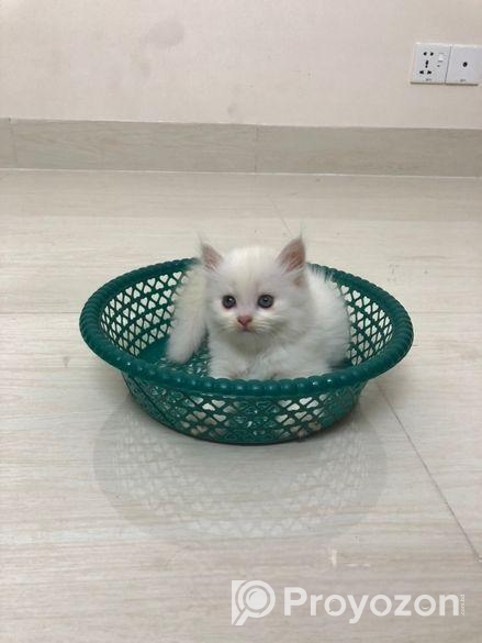 Persian Cat Sell Hobe