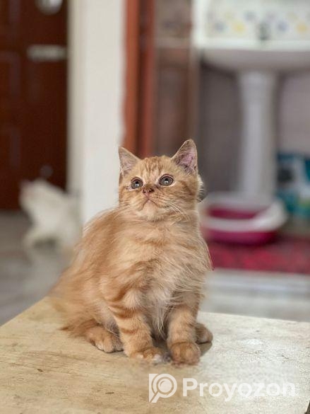Persian Cat Sell Hobe