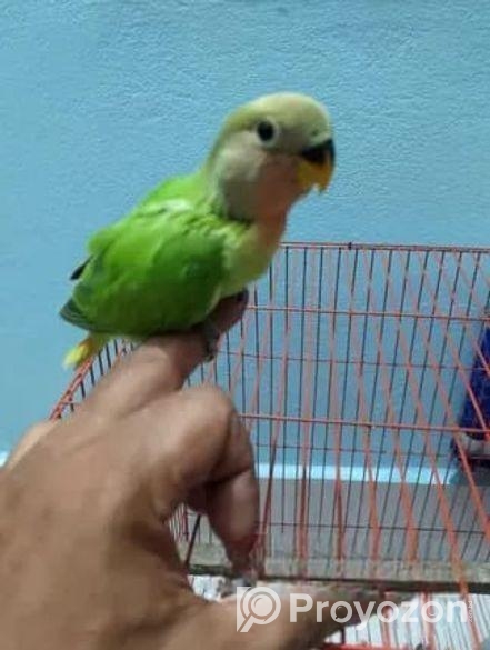 লাভ বার্ড বেবি টেইম সাইজ