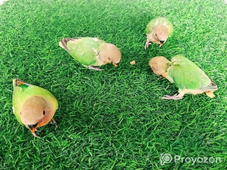 লাভ বার্ড বেবি টেইম সাইজ
