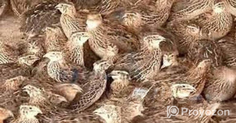 অরজিনাল জাপানি কয়েল পাখি ৪০ দিনের