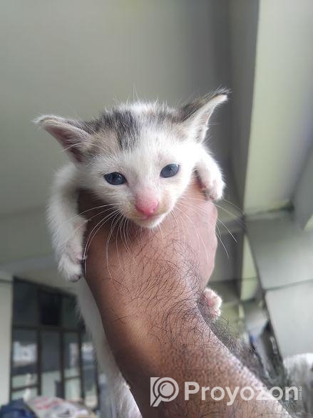 Two Cute Kittens adoption