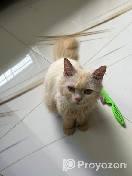 Persian cat