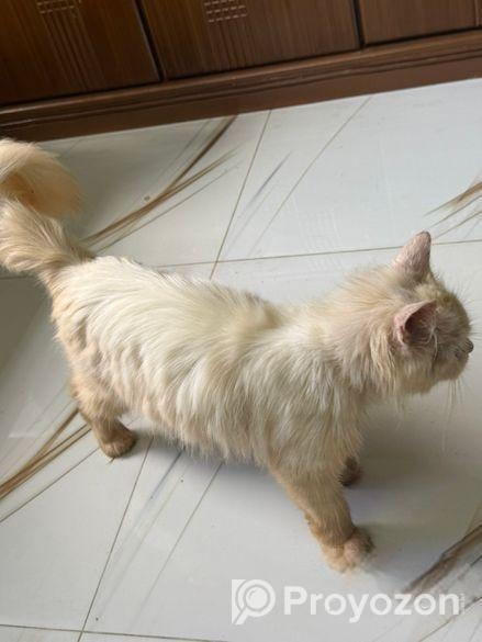 Persian cat
