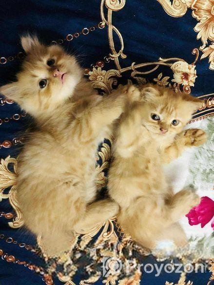 Persian cat