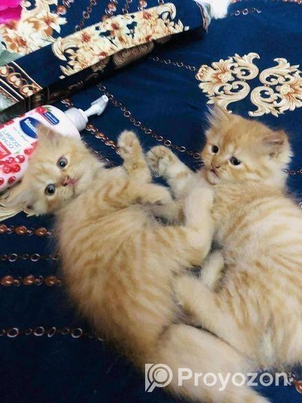 Persian cat