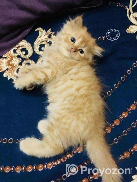 Persian cat