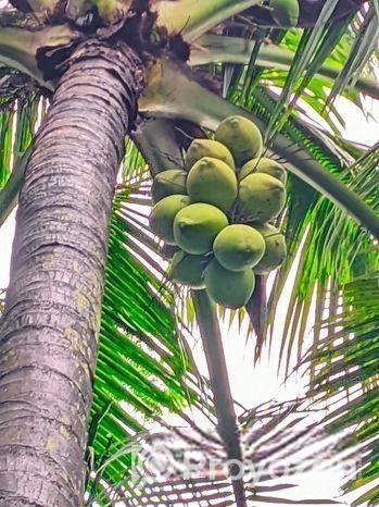 ডাব পির সহ
