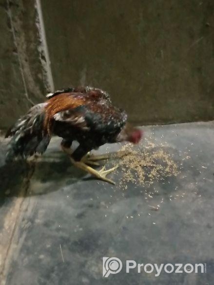 সরালি মুরগা