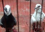 কবুতার Sell