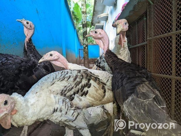 টার্কি মুরগী