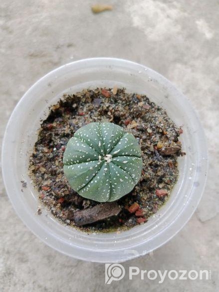 sell plant