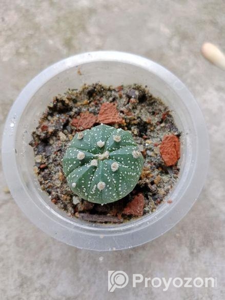 sell plant