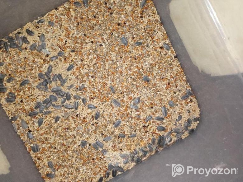 bazigar seed mix