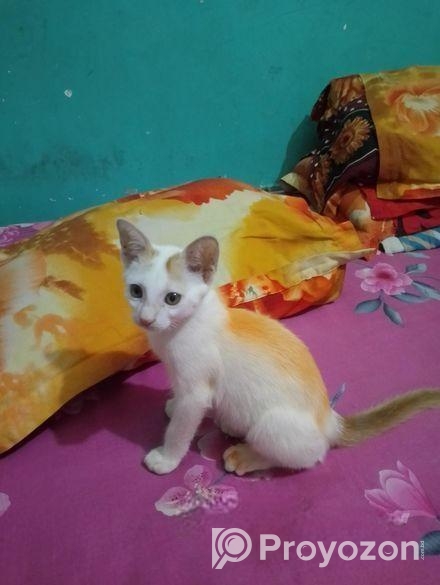 বিড়াল বিক্রি করা হবে