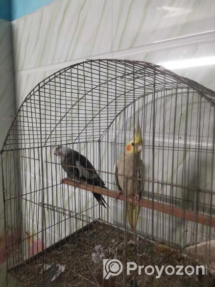 Birds Sell
