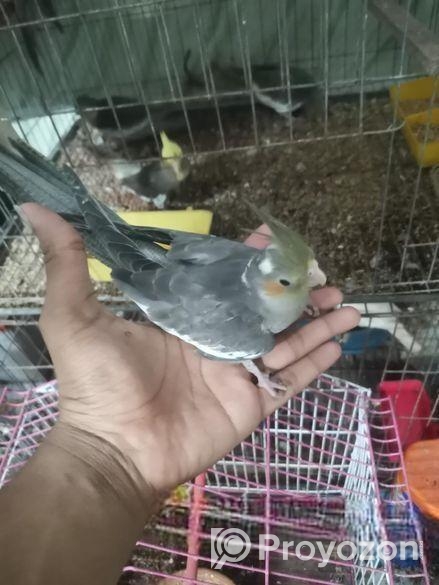 Birds Sell
