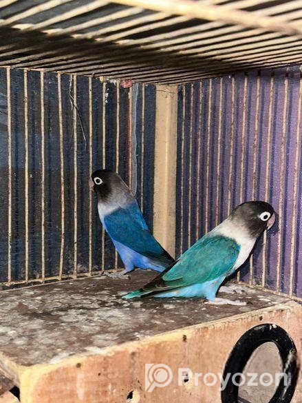 Black masked blue fisher full adult