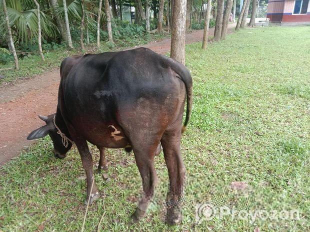 বলদ গরু