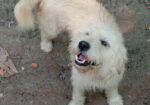 dog sell