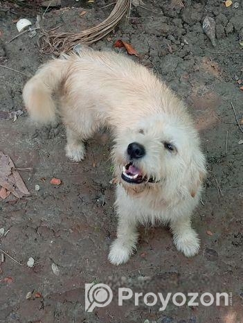 dog sell