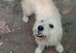 dog sell