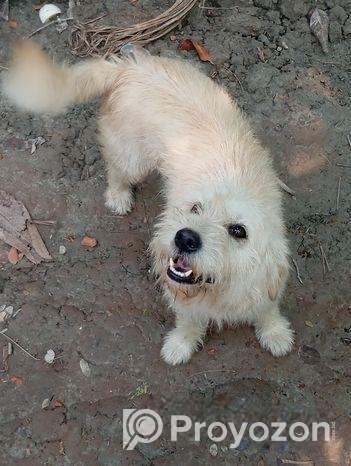 dog sell