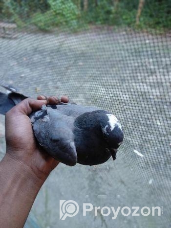 কবুতর