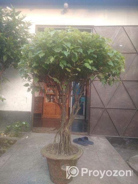 বট বনসাই