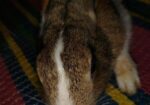 Rabbit sale Hobe