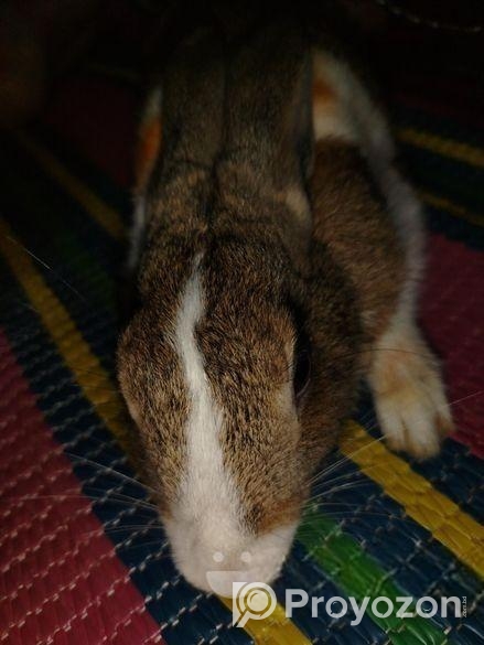 Rabbit sale Hobe
