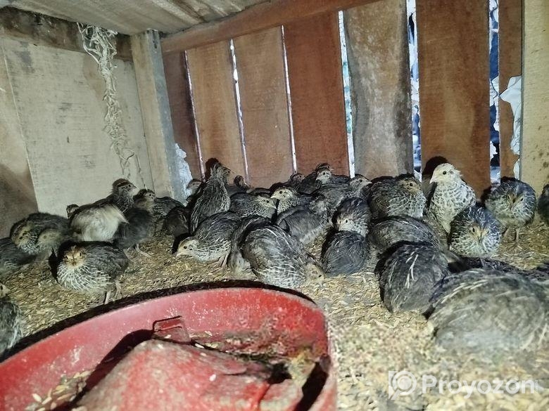 কোয়েল পাখি