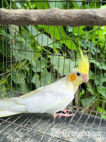ককাটেল লুটিনো পাল ফিমেল বিক্রিয় করা হবে