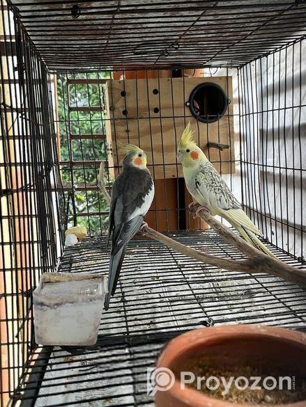 Running Cockatiel Bird
