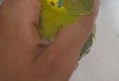 Bajigar Bird 1 year+ age
