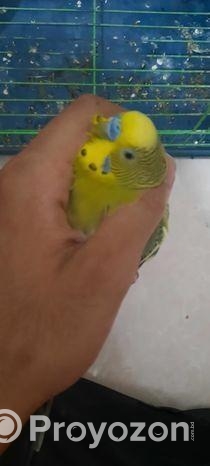 Bajigar Bird 1 year+ age