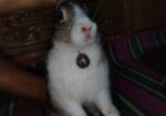 Rabbit sale Hobe