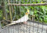 ককাটেল লুটিনো পাল ফিমেল বিক্রিয় করা হবে
