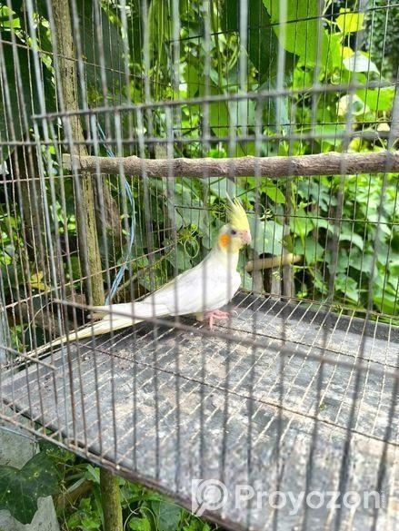 ককাটেল লুটিনো পাল ফিমেল বিক্রিয় করা হবে