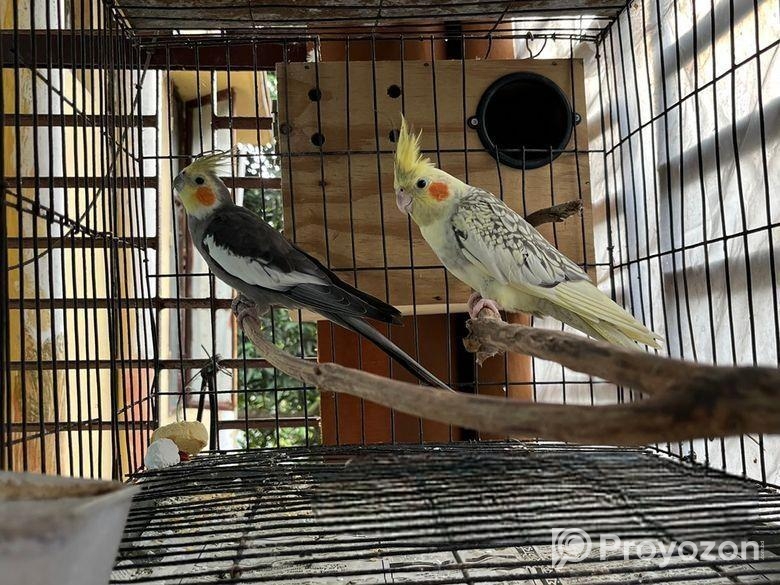 Running Cockatiel Bird