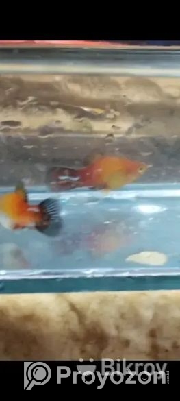 Aqurium Fish