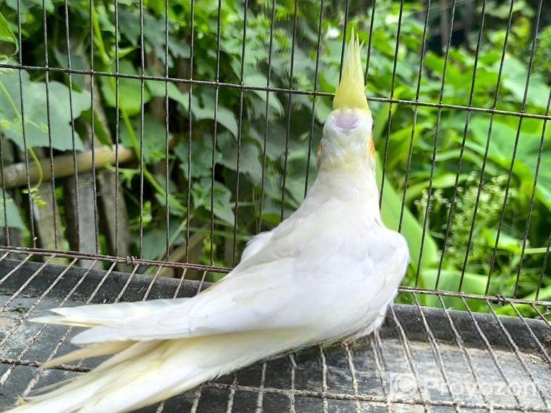 ককাটেল লুটিনো পাল ফিমেল বিক্রিয় করা হবে