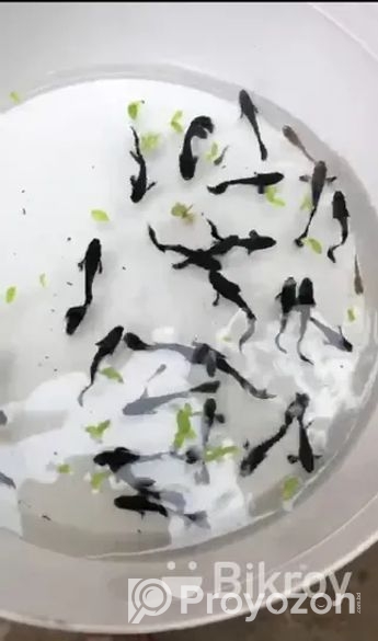 Aqurium Fish