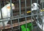 Cockatiel Baby