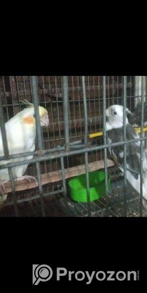 Cockatiel Baby