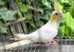 ককাটেল লুটিনো পাল ফিমেল বিক্রিয় করা হবে