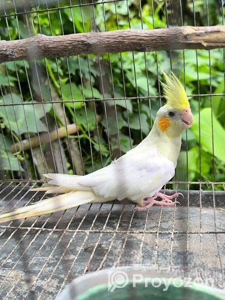 ককাটেল লুটিনো পাল ফিমেল বিক্রিয় করা হবে