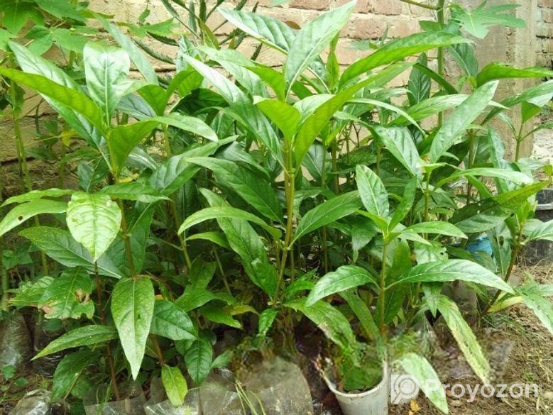 ননী ফল গাছ ২৩ টি