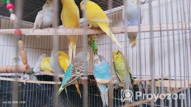 Budgies will be sold.