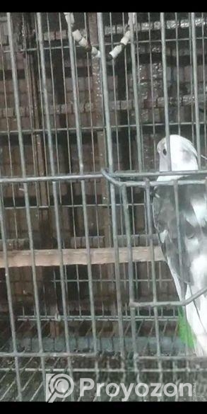 Cockatiel Baby